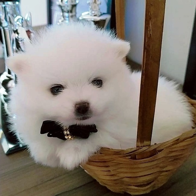 buy Pomeranian Puppies online